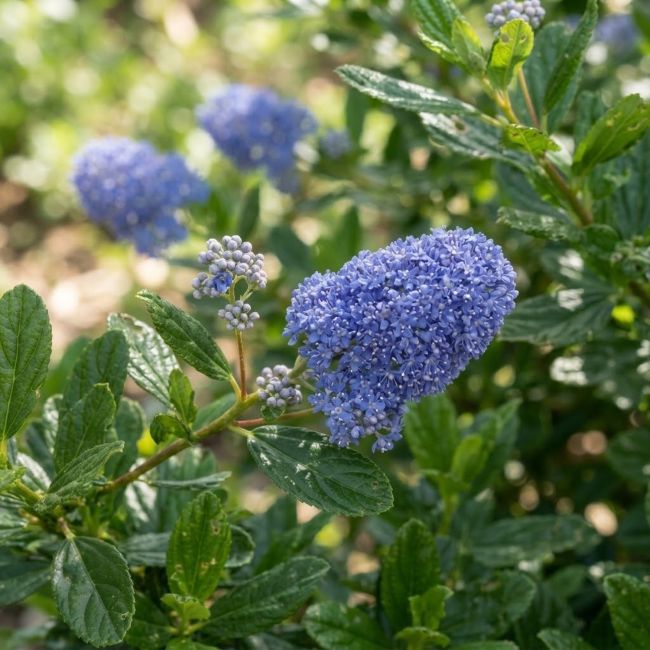 Céanothe 'Skylark' (Ceanothus thyrsiflorus 'Skylark')