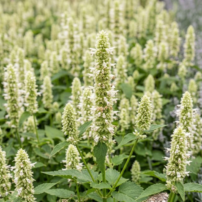 3 Agastaches géantes (Agastache nepetoides)