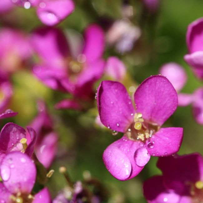 3 Arabettes du Caucase 'Rosea' (Arabis caucasica 'Rosea')