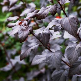 3 Astilbes 'Chocolate Shogun' ® (Astilbe thunbergii 'Chocolate Shogun')