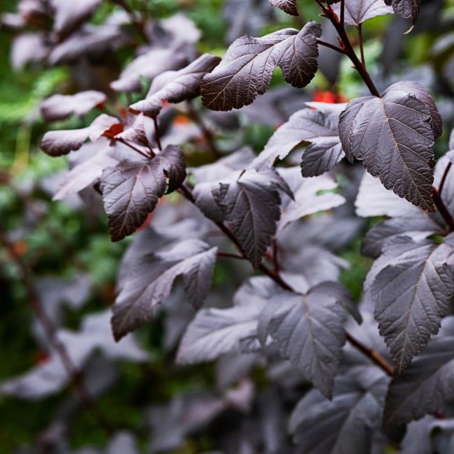 3 Astilbes 'Chocolate Shogun' ® (Astilbe thunbergii 'Chocolate Shogun')