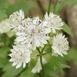 3 Grandes Astrances 'Alba' (Astrantia major 'Alba')