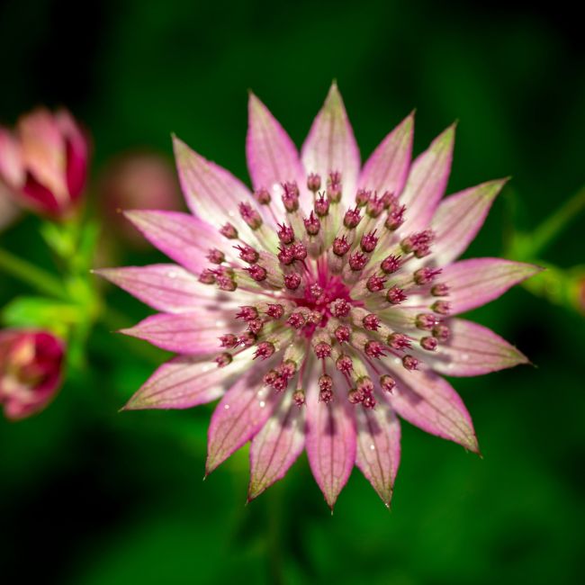 3 Grandes Astrances 'Cerise Button' (Astrantia major 'Cerise Button')
