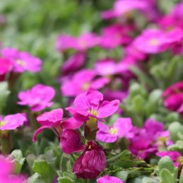 3 Aubriètes 'Royal Red' (Aubrieta 'Royal Red')