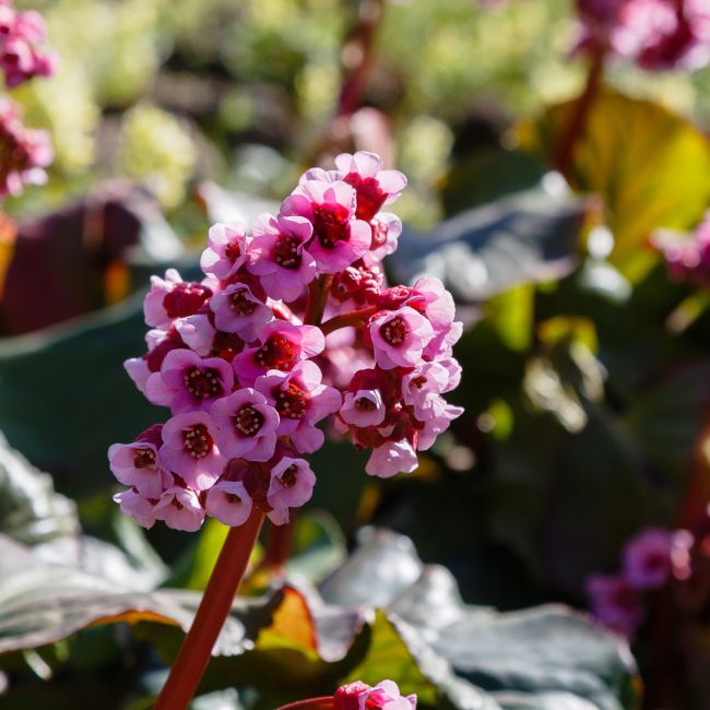 3 Bergenias 'Spring Fling' (Bergenia 'Spring Fling')