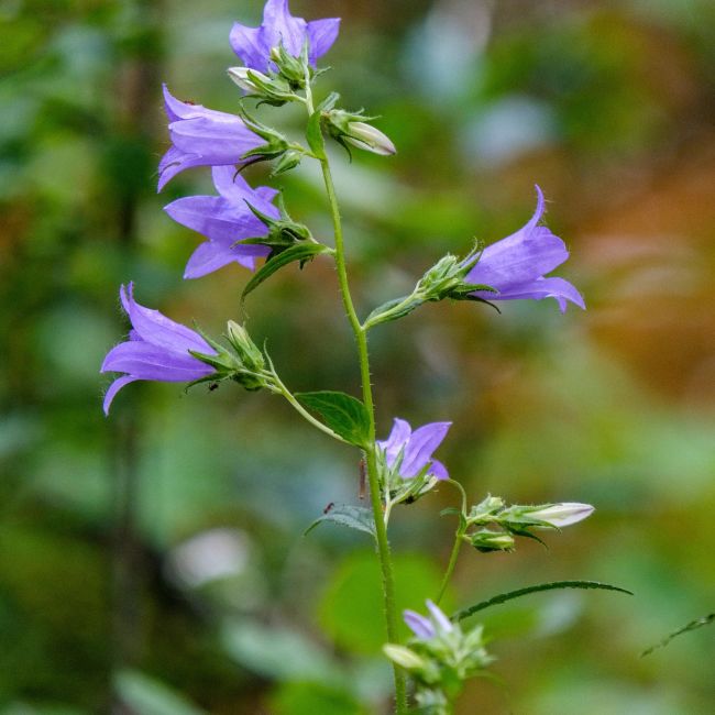 3 Calaments à grandes fleurs (Calamintha grandiflora)