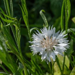 3 Centaurées des montagnes 'Alba' (Centaurea montana 'Alba')