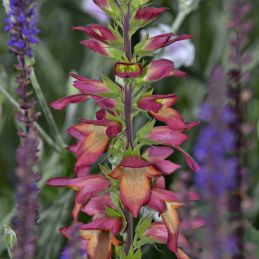 3 Digiplexis 'Rising Phoenix' ® (Digitalis x valinii 'Rising Phoenix')
