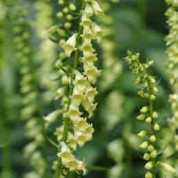 3 Digitales jaunes (Digitalis lutea)