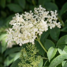 3 Reines des prés (Filipendula ulmaria)