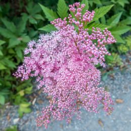 3 Filipendules rouges 'Venusta' (Filipendula rubra 'Venusta')