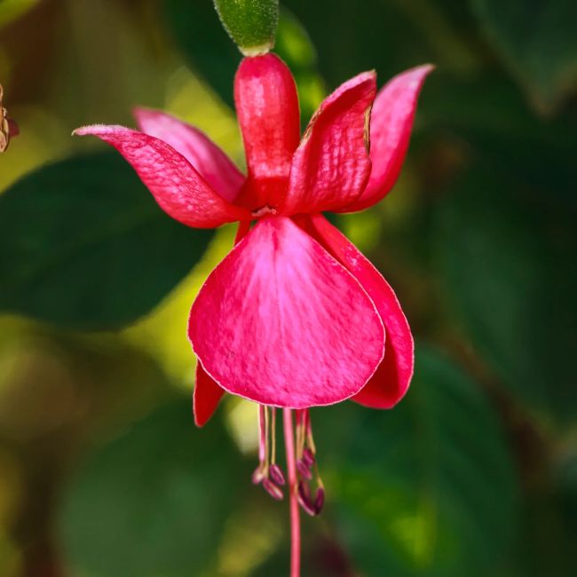 3 Fuchsias 'Champion' (Fuchsia 'Champion')