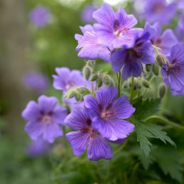 3 Géraniums 'Blue Sunrise' ® (Geranium 'Blue Sunrise')