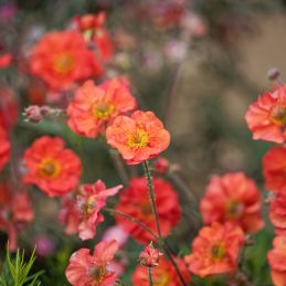 3 Benoîtes 'Flames of Passion' ® (Geum rivale 'Flames of Passion')