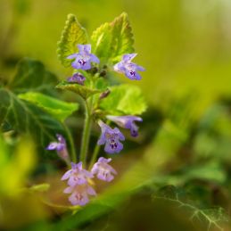 3 Lierres terrestres (Glechoma hederacea)