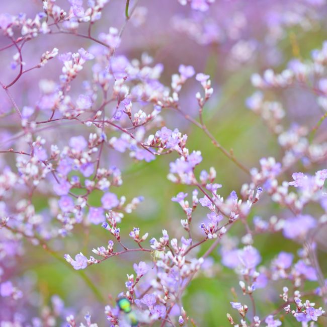 3 Statices vivaces (Limonium latifolium)