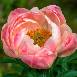 3 Pivoines 'Coral Sunset' (Paeonia lactiflora 'Coral Sunset')