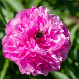 3 Pivoines 'Alexander Fleming' (Paeonia lactiflora 'Alexander Fleming')