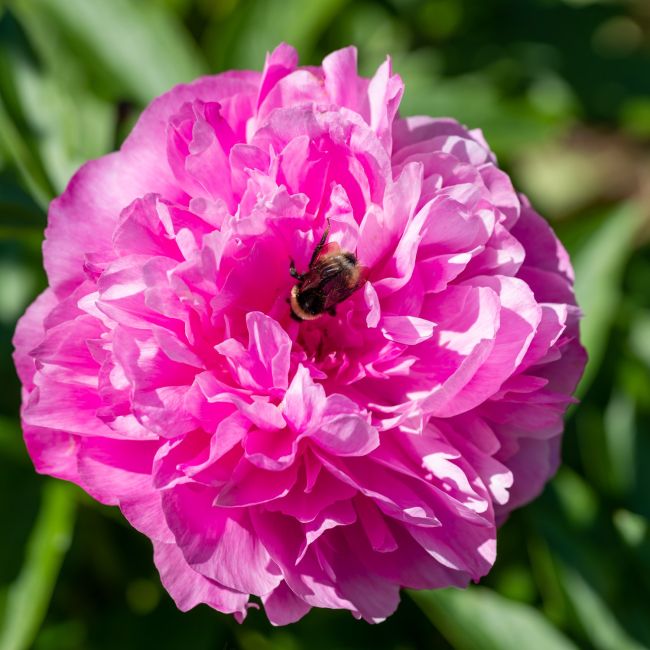 3 Pivoines 'Alexander Fleming' (Paeonia lactiflora 'Alexander Fleming')