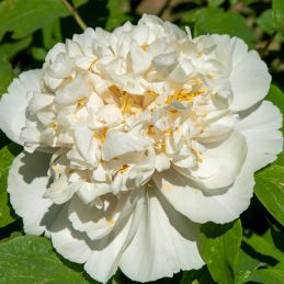 3 Pivoines 'Gardenia' (Paeonia lactiflora 'Gardenia')
