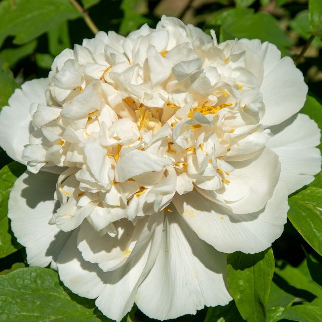 3 Pivoines 'Gardenia' (Paeonia lactiflora 'Gardenia')