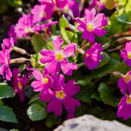 3 Primevères roses 'Grandiflora' (Primula rosea 'Grandiflora')