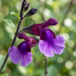 3 Sauges 'Oriental Dove' ® (Salvia microphylla 'Oriental Dove')