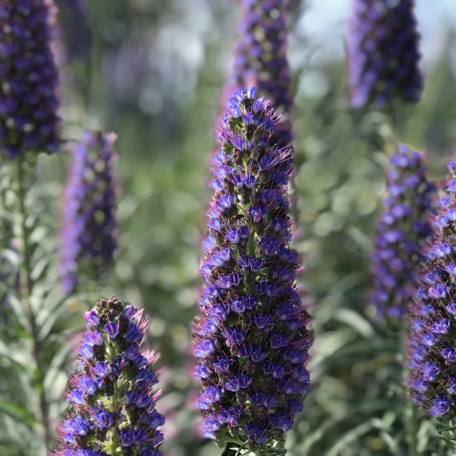 3 Véroniques en épi (Veronica spicata)