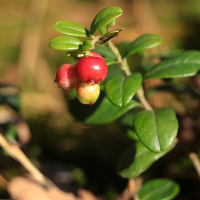 Canneberge 'Big Pearl' (Vaccinium macrocarpon 'Big Pearl')