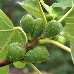 Figuier 'Madeleine des 2 saisons' (Ficus carica 'Madeleine des 2 saisons')