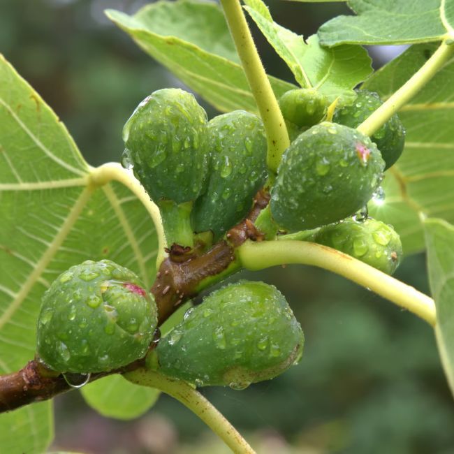 Figuier 'Madeleine des 2 saisons' (Ficus carica 'Madeleine des 2 saisons')