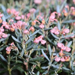 Andromède 'Compacta' (Andromeda polifolia 'Compacta')