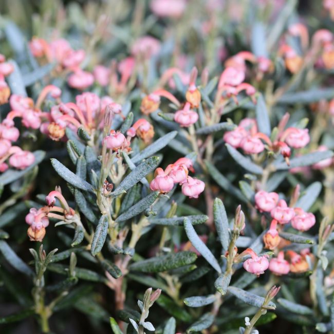 Andromède 'Compacta' (Andromeda polifolia 'Compacta')