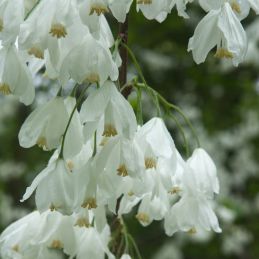 Arbre aux cloches d'argent (Halesia carolina)
