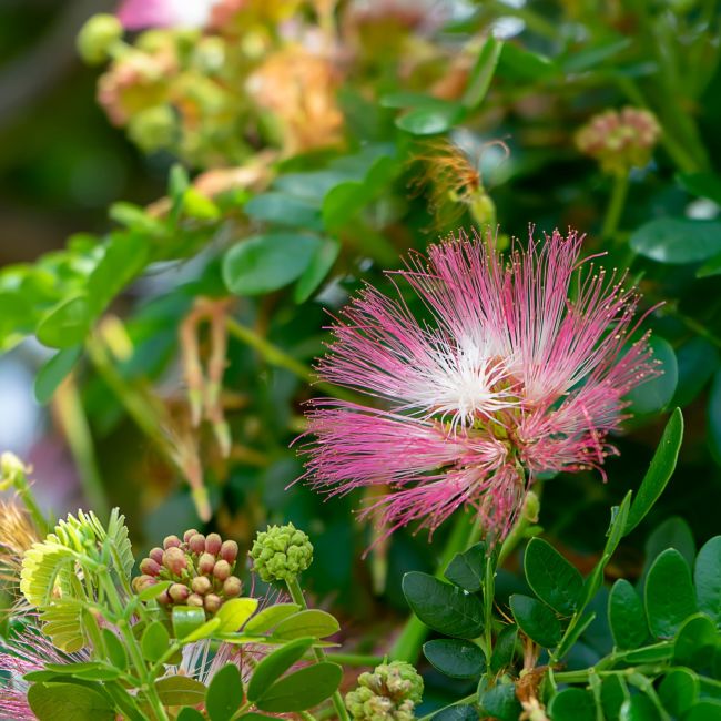 Arbre aux houpettes 'Dixie Pink' (Calliandra surinamensis 'Dixie Pink')