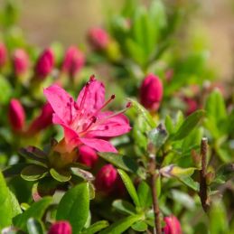 Azalée du Japon 'Anne Franck' (Azalea japonica 'Anne Franck')