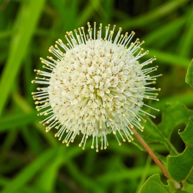 Bois-bouton (Cephalanthus occidentalis)
