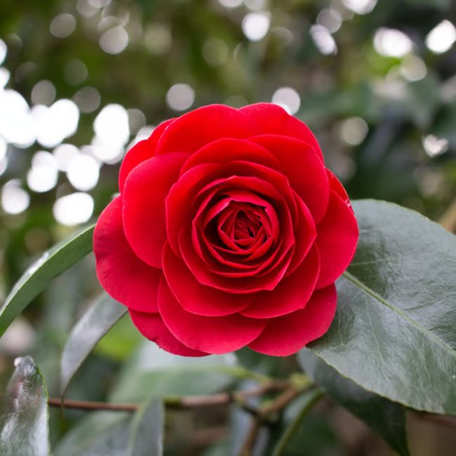 Camélia du Japon 'Black Lace' (Camellia japonica 'Black Lace')
