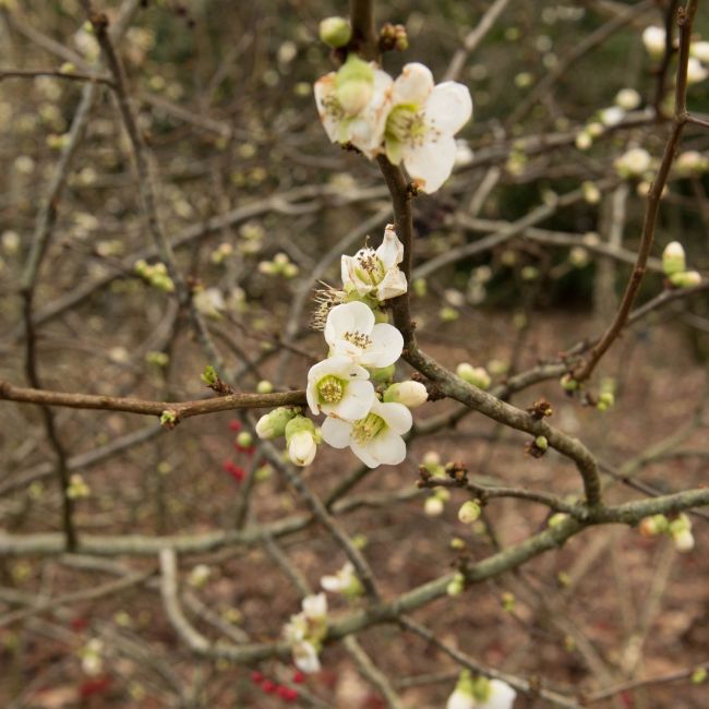 Cognassier du Japon 'Nivalis' (Chaenomeles speciosa 'Nivalis')