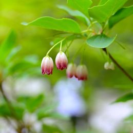 Enkianthus à clochettes (Enkianthus campanulatus)
