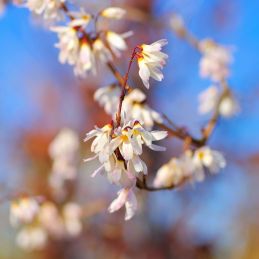 Forsythia blanc (Abeliophyllum distichum)