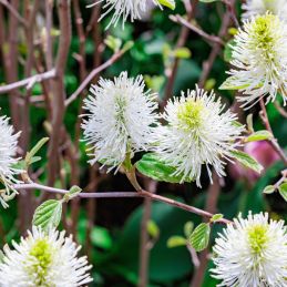 Fothergilla 'Blue Shadow' (Fothergilla x intermedia 'Blue Shadow')