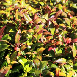 Leucothoé 'Zeblid' Scarletta (Leucothoe 'Zeblid' Scarletta)