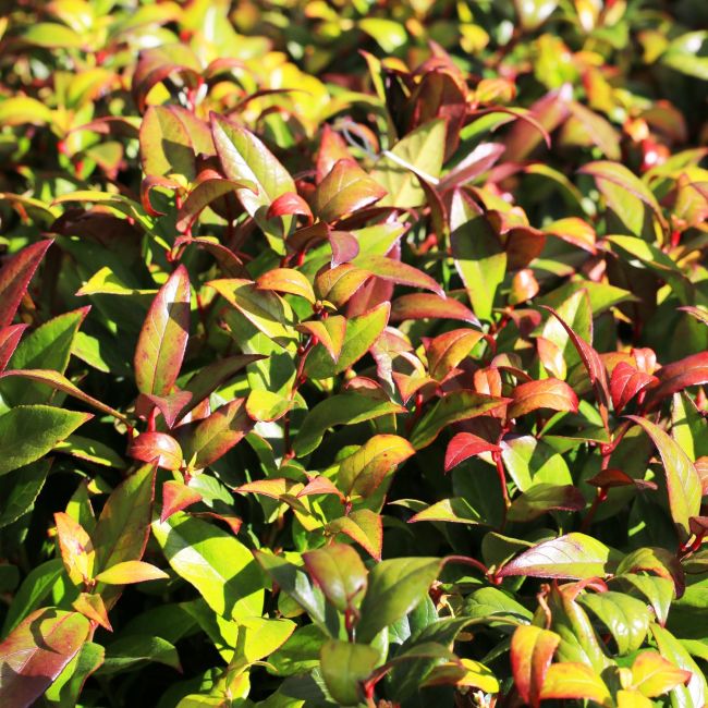 Leucothoé 'Zeblid' Scarletta (Leucothoe 'Zeblid' Scarletta)
