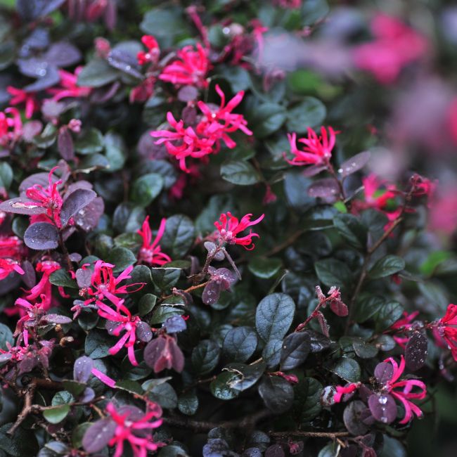 Loropétale de Chine 'Fire Dance' (Loropetalum chinense 'Fire Dance')