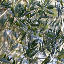 Olivier 'Cipressino' (Olea europaea 'Cipressino')
