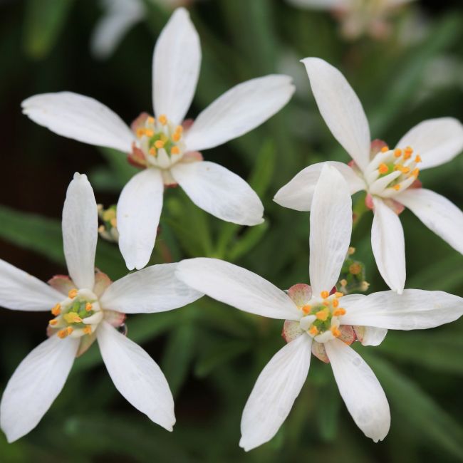 Oranger du Mexique 'Aztec Pearl' (Choisya ternata 'Aztec Pearl')