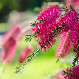 Rince bouteille 'Hot Pink' (Callistemon viminalis 'Hot Pink')