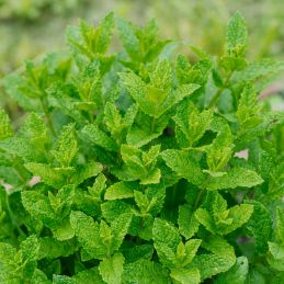 Menthe bergamote (Mentha piperita 'Bergamote')