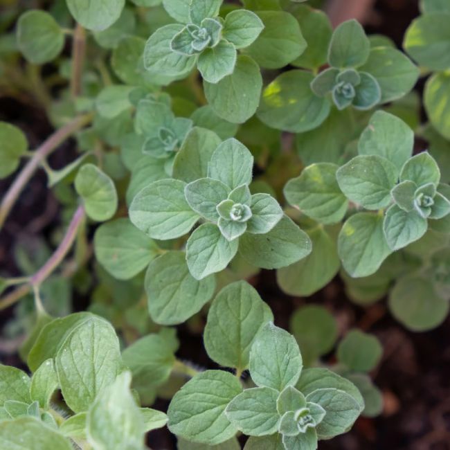 Origan commun (Origanum vulgare)
